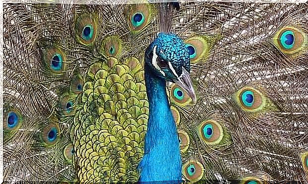 royal peacock with open feathers