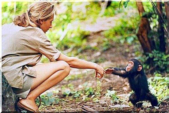 Jane Goodall greeting chimpanzee