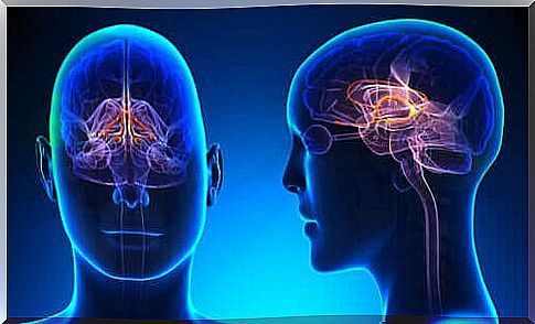 Location of the limbic system in the brain