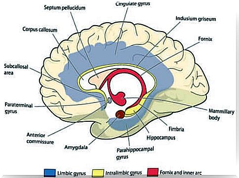 limbic system of the brain