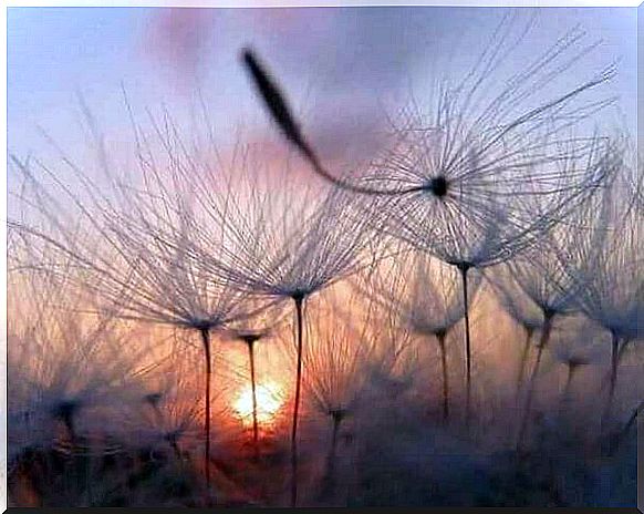 Dandelion field