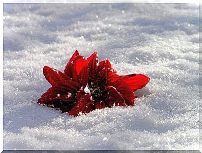 flower-in-the-snow