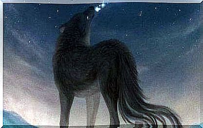 wolf-howling-at-night