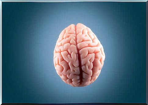 the human brain