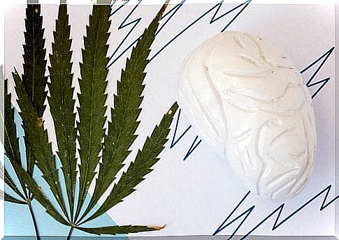 Myths and Truths About Marijuana Use