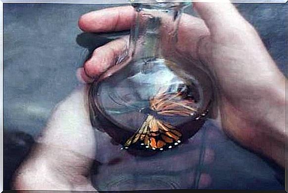 butterfly-in-flask