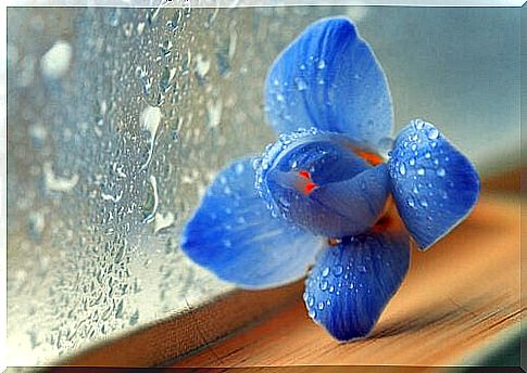 Blue flower beside a window wet by rain