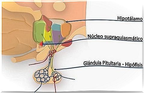 suprachiasmatic nucleus