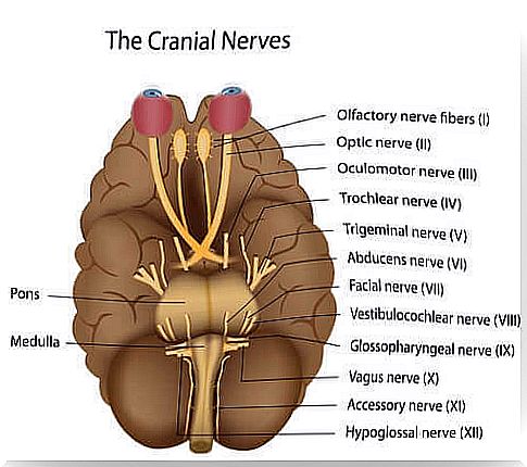 Figure with cranial nerves