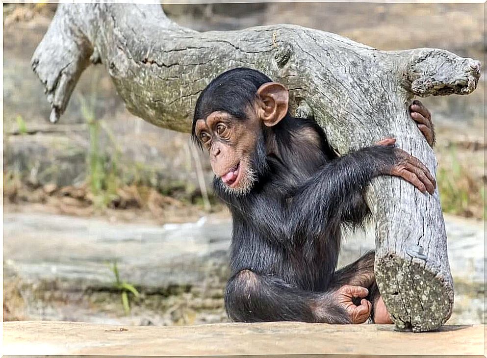 baby chimpanzee in nature